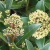 Homebase Shrub, Trees & Roses | Skimmia Japonica Finchy 17Cm