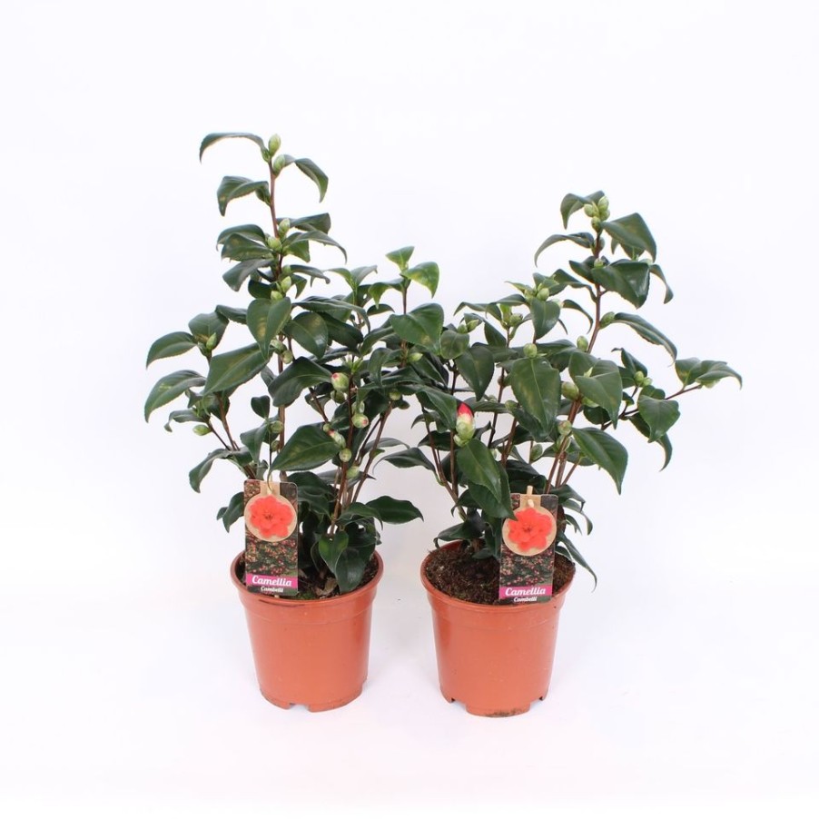 Homebase Shrub, Trees & Roses | Camellia Japonica Lady Campbell Red 17Cm