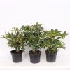 Homebase Shrub, Trees & Roses | Rhododendron Hybrid Mix 23Cm