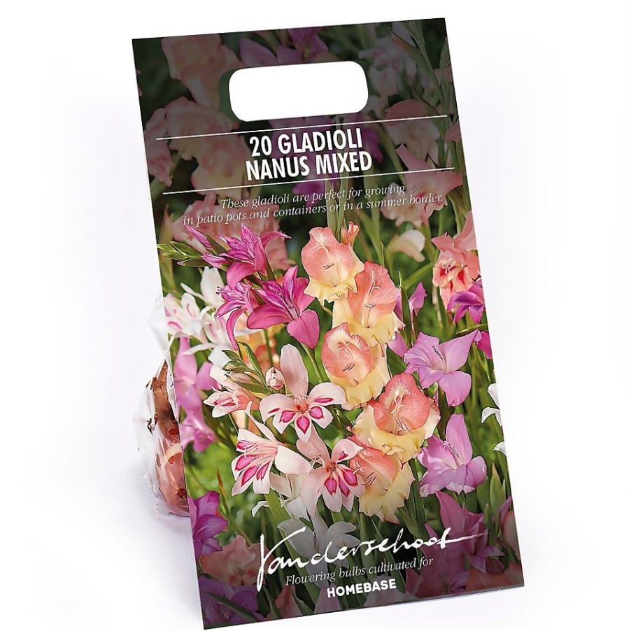 Homebase Summer Flowering Bulbs | Gladioli Nanus Mixed