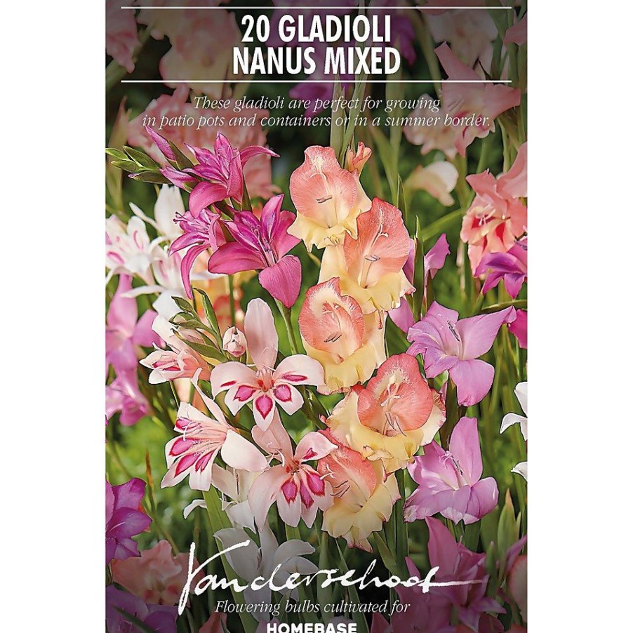 Homebase Summer Flowering Bulbs | Gladioli Nanus Mixed