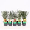 Homebase Shrub, Trees & Roses | Cytisus Mix - 14Cm