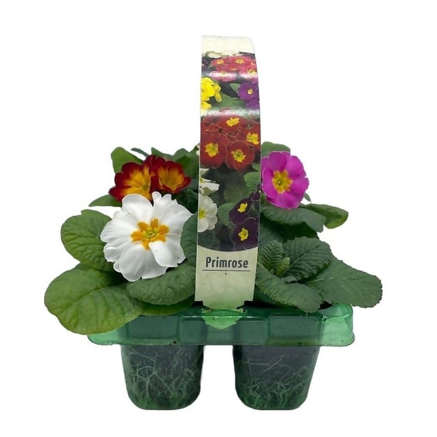 Homebase Bedding Plants | Primrose (Primula Acaulis) Spring Mix Bedding Plants 6 Pack