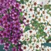 Homebase Specimen Plants | Chamelaucium Uncinatum (Wax Flower) - 20Cm Standard