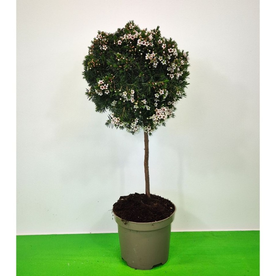 Homebase Specimen Plants | Chamelaucium Uncinatum (Wax Flower) - 20Cm Standard