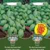 Homebase Seeds | Mr. Fothergill'S Basil Sweet