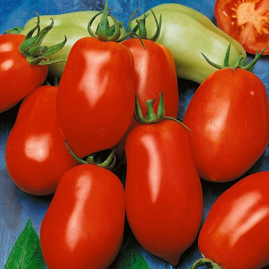 Homebase Grow Your Own | Tomato Italian Plum Roma - Vegetable 9Cm