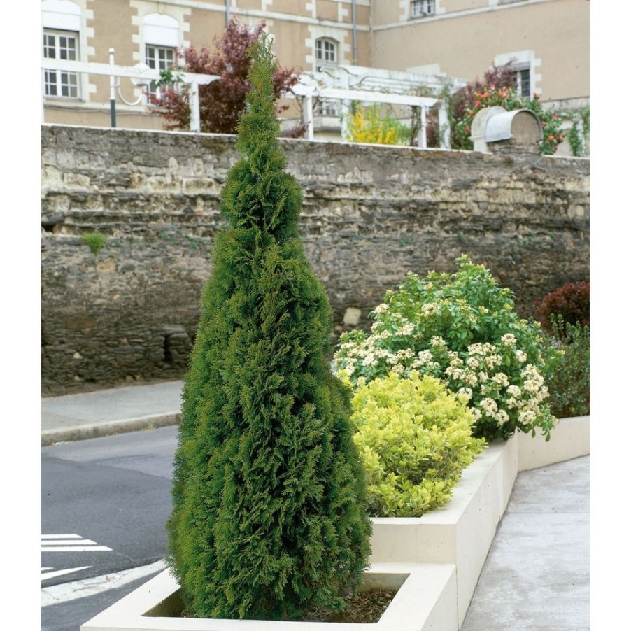 Homebase Shrub, Trees & Roses | Thuja Occidentalis Smaragd - 23Cm