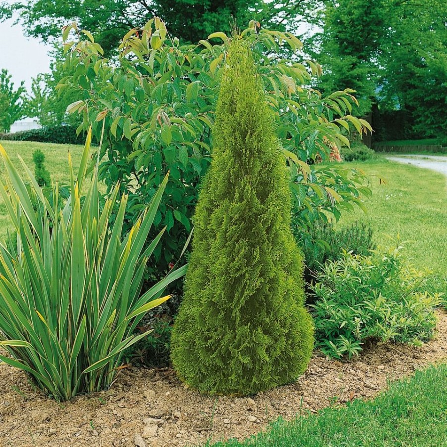 Homebase Shrub, Trees & Roses | Thuja Occidentalis Smaragd - 23Cm