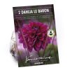 Homebase Summer Flowering Bulbs | Dahlia Le Baron Flower Bulbs