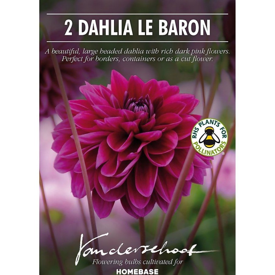 Homebase Summer Flowering Bulbs | Dahlia Le Baron Flower Bulbs