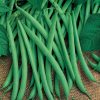 Homebase Grow Your Own | Dwarf French Bean Stanley - Vegetable 9Cm