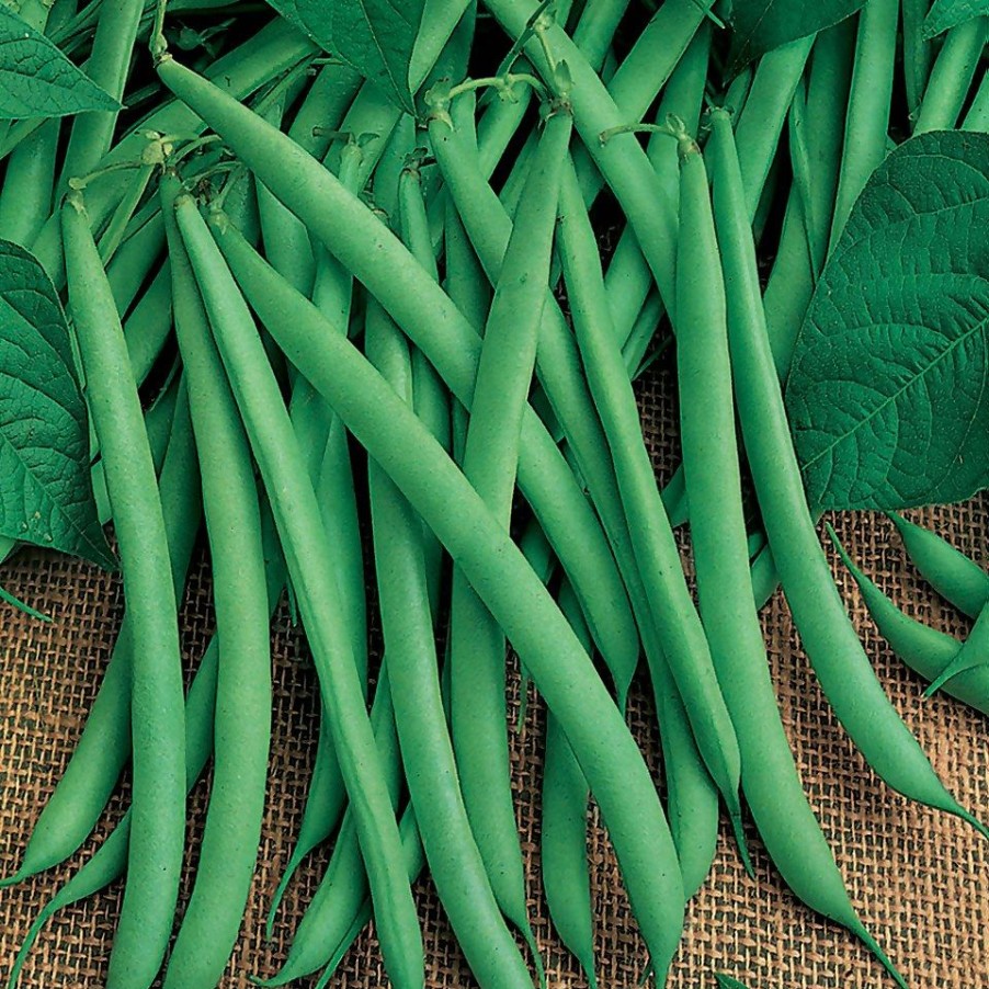 Homebase Grow Your Own | Dwarf French Bean Stanley - Vegetable 9Cm