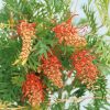 Homebase Specimen Plants | Grevillea Robyn Gordon - 22Cm