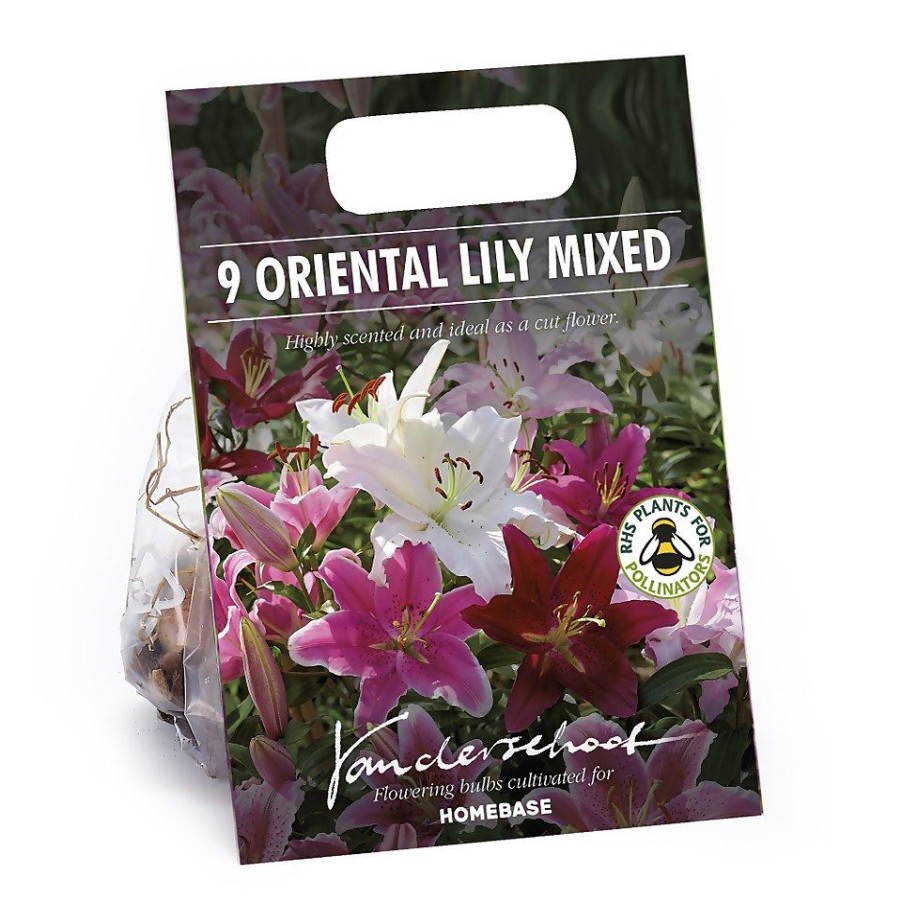 Homebase Summer Flowering Bulbs | Mixed Lilies - Summer Bloom Bulbs