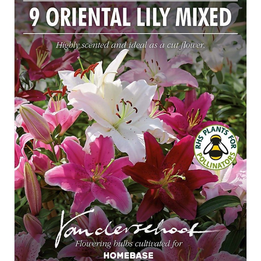 Homebase Summer Flowering Bulbs | Mixed Lilies - Summer Bloom Bulbs