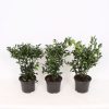 Homebase Shrub, Trees & Roses | Sarcococca Hookeriana Sweet Box - 2L