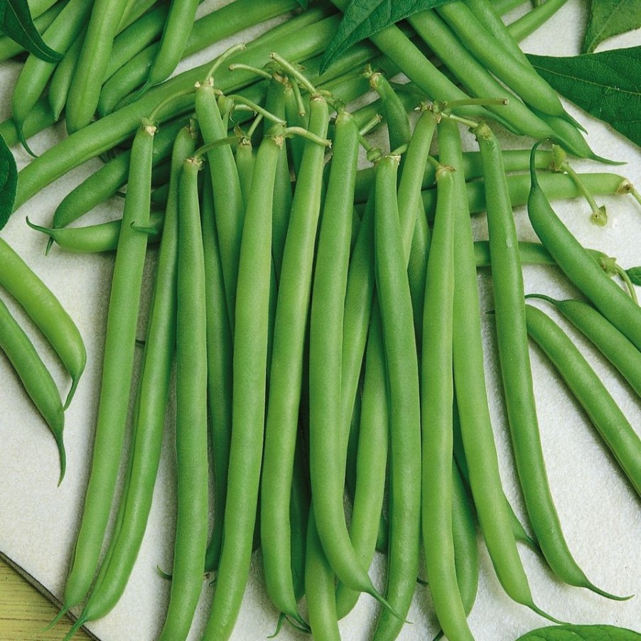 Homebase Grow Your Own | Vegetable Strip Dwarf French Bean Tendergreen