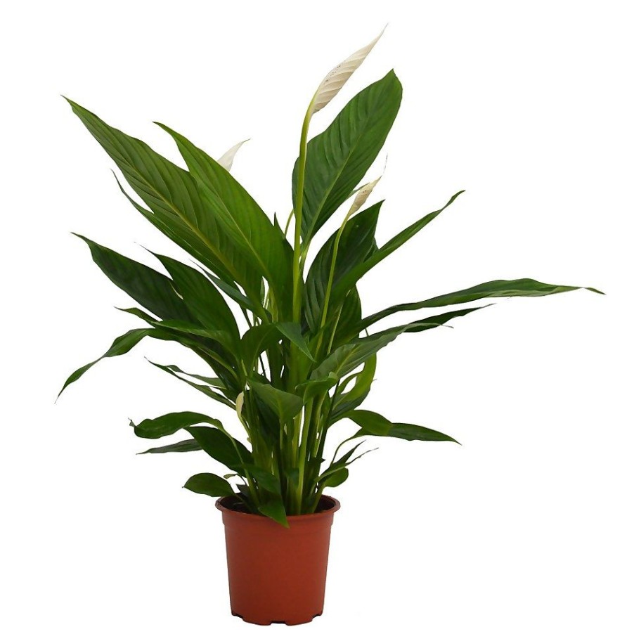 Homebase House Plants | Spathiphyllum (Peace Lily) House Plant - 17Cm