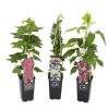 Homebase Grow Your Own | Soft Fruit Plant Mix - 1.5L