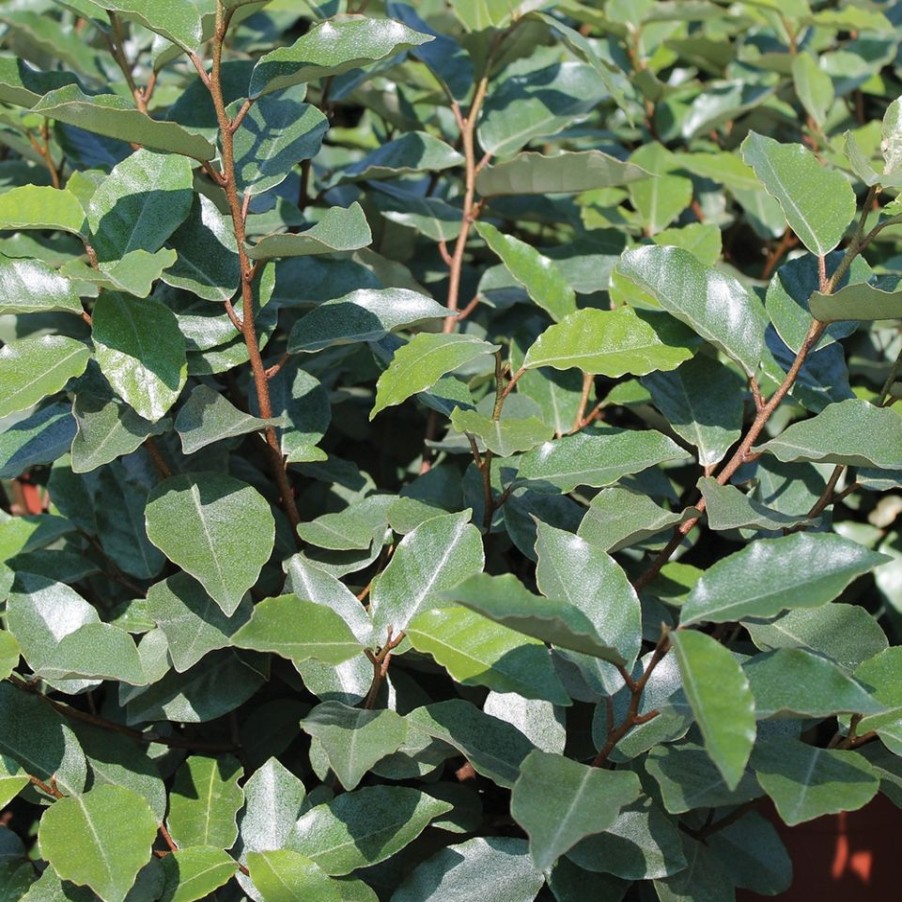 Homebase Shrub, Trees & Roses | Elaeagnus X Ebbingei Compacta - 10L ...