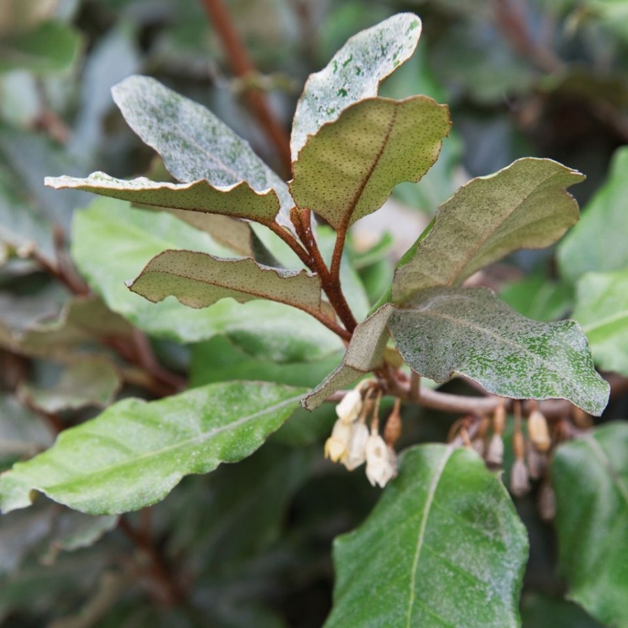 Homebase Shrub, Trees & Roses | Elaeagnus X Ebbingei Compacta - 10L Bush