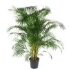 Homebase House Plants | Areca Palm 34Cm Pot