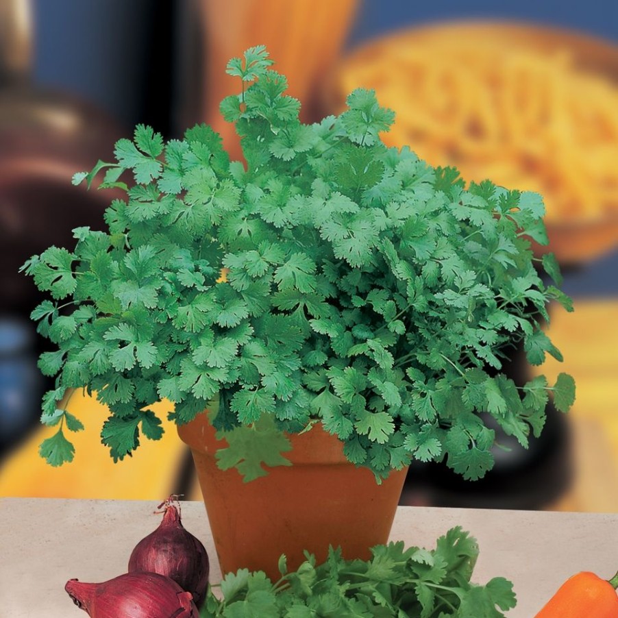 Homebase Seeds | Johnsons Coriander Seeds - Cilantro For Leaf