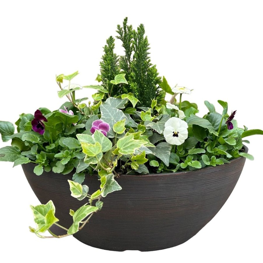 Homebase Planted Baskets & Containers | Primrose Mixed Urbana Boval Trough Planter 38Cm Spring