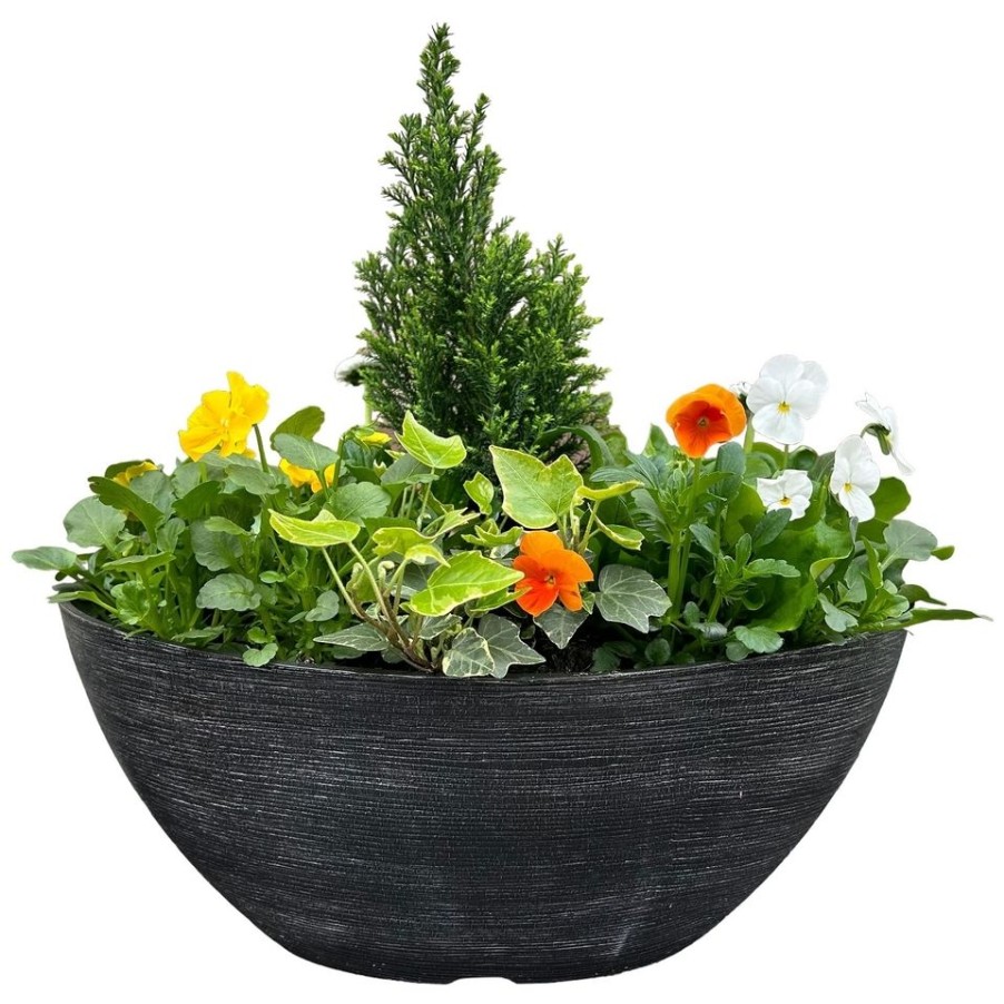 Homebase Planted Baskets & Containers | Primrose Mixed Urbana Boval Trough Planter 38Cm Spring