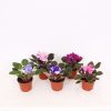 Homebase House Plants | Saintpaulia Mix - 12Cm