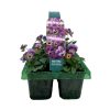 Homebase Bedding Plants | Pansy & Viola Trailing Mix Large 6 Pack Spring Bedding Plants