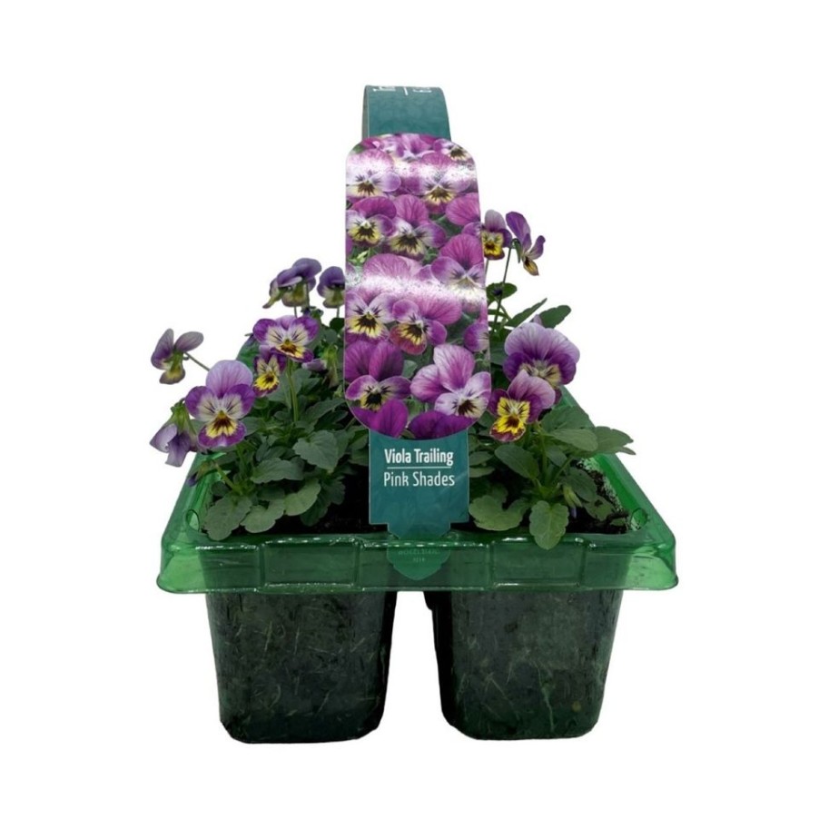 Homebase Bedding Plants | Pansy & Viola Trailing Mix Large 6 Pack Spring Bedding Plants