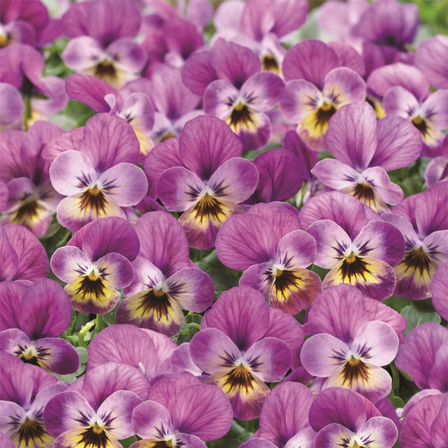 Homebase Bedding Plants | Pansy & Viola Trailing Mix Large 6 Pack Spring Bedding Plants