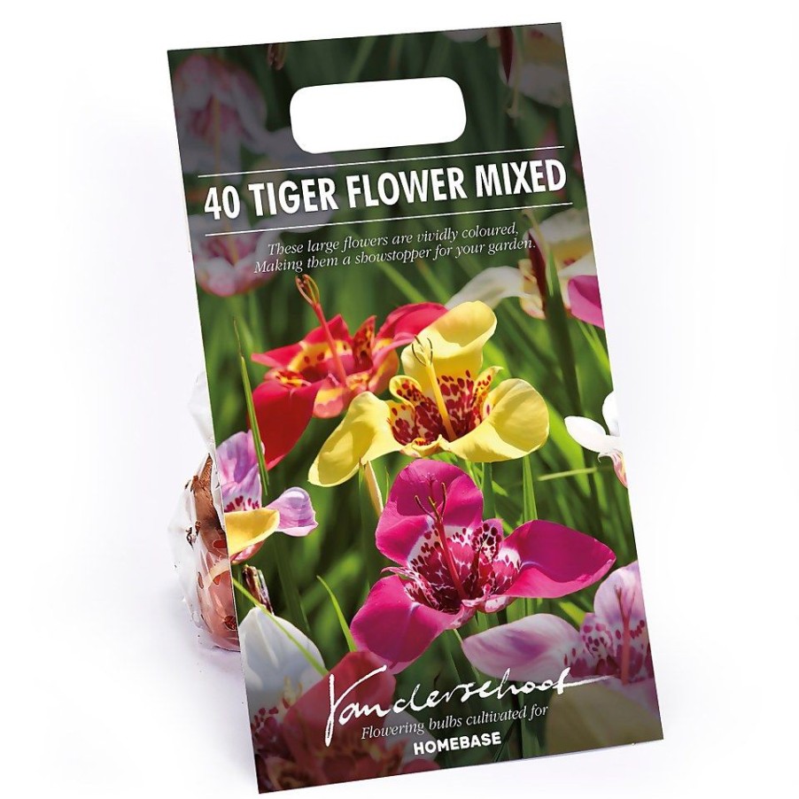 Homebase Summer Flowering Bulbs | Tigridias Pavonia Mixed