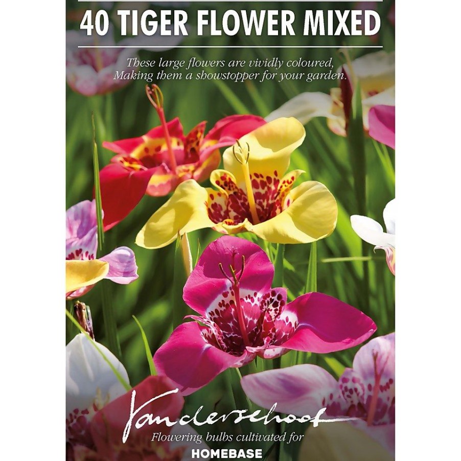 Homebase Summer Flowering Bulbs | Tigridias Pavonia Mixed