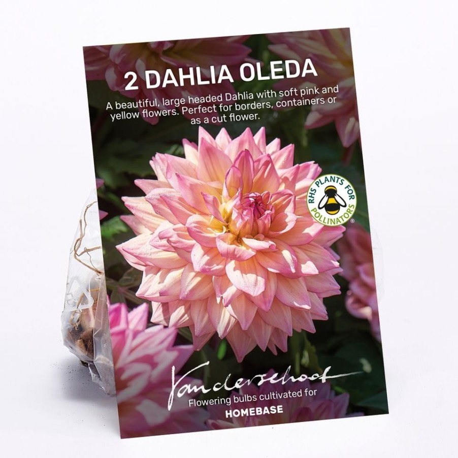 Homebase Summer Flowering Bulbs | Dahlia Oleda