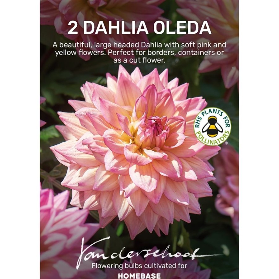 Homebase Summer Flowering Bulbs | Dahlia Oleda