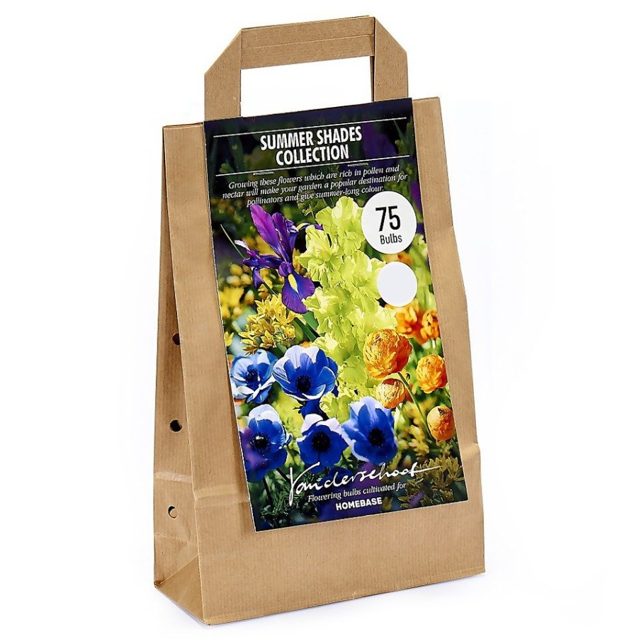 Homebase Summer Flowering Bulbs | Summer Shades Flower Bulb Collection