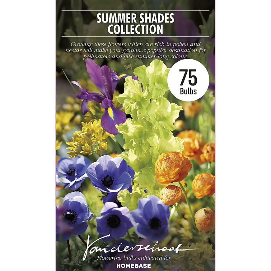 Homebase Summer Flowering Bulbs | Summer Shades Flower Bulb Collection