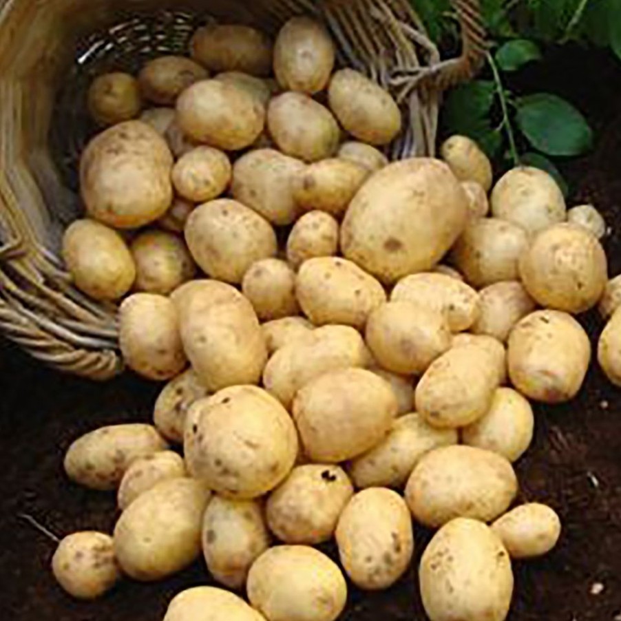 Homebase Grow Your Own | Rocket Seed Potatoes - 5 Tubers