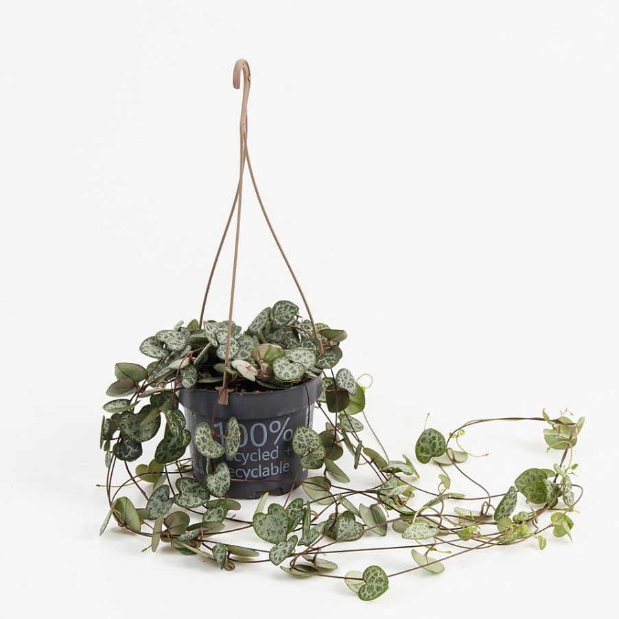 Homebase House Plants | Ceropegia Woodii (String Of Hearts) In Hanging Basket