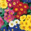 Homebase Bedding Plants | Primrose (Primula) Mix 10.5Cm Spring Bedding Plants