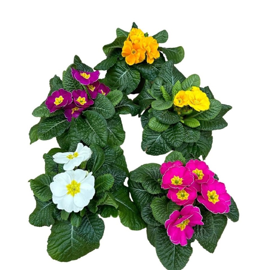 Homebase Bedding Plants | Primrose (Primula) Mix 10.5Cm Spring Bedding Plants