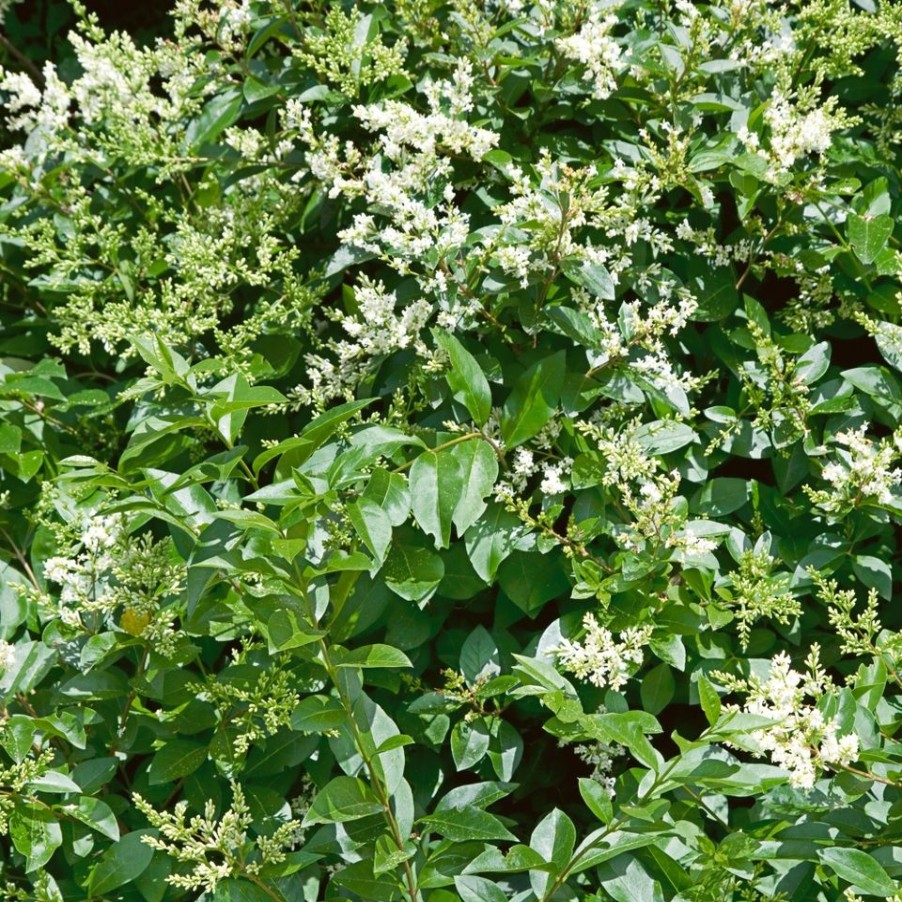 Homebase Shrub, Trees & Roses | Ligustrum Ovalifolium - 9L Bush