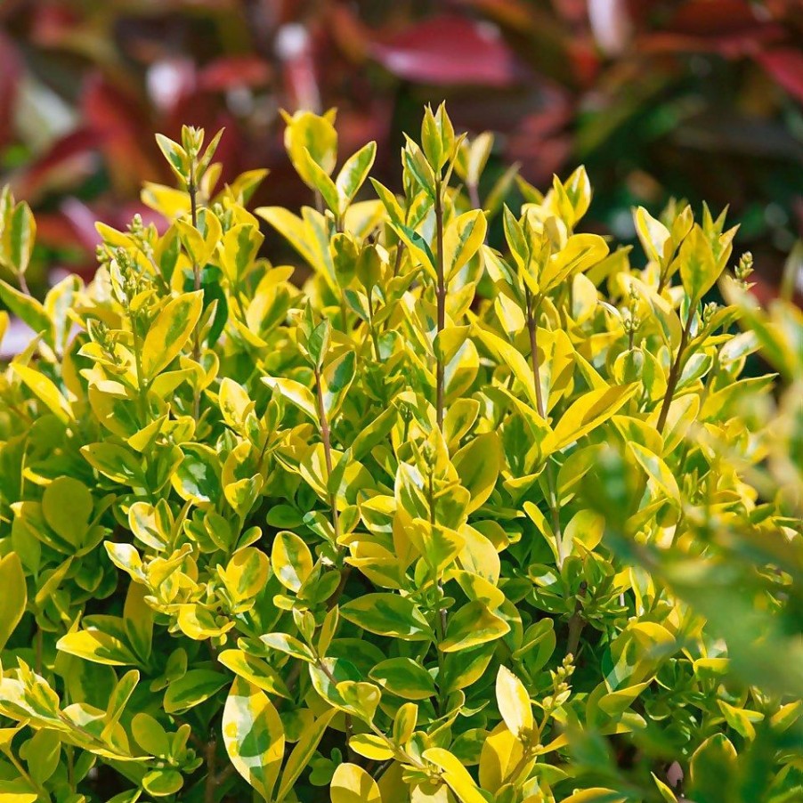 Homebase Shrub, Trees & Roses | Ligustrum Ovalifolium - 9L Bush