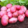 Homebase Grow Your Own | Red Duke Of York Seed Potatoes - 5 Tubers