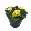 Homebase Planted Baskets & Containers | Ibiza Coloured Pot 21Cm Primrose Spring