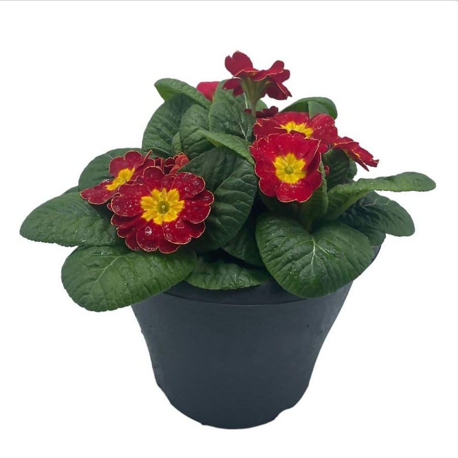 Homebase Planted Baskets & Containers | Ibiza Coloured Pot 21Cm Primrose Spring