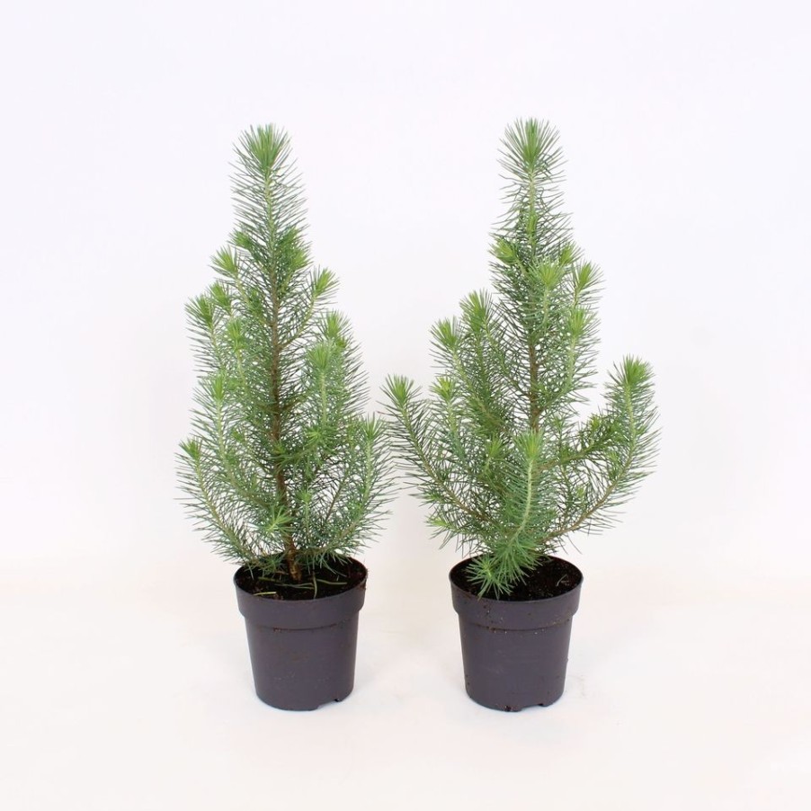 Homebase Shrub, Trees & Roses | Pinus Pinea 'Silver Crest' - 10.5Cm